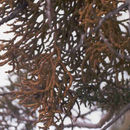 Image of juniper mistletoe