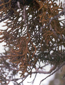 Image of juniper mistletoe