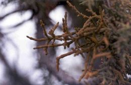 Image of juniper mistletoe