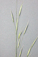 Image of crinkleawn fescue