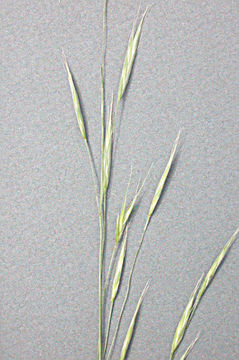 صورة Festuca subuliflora Scribn.