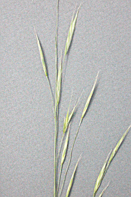 Image of crinkleawn fescue