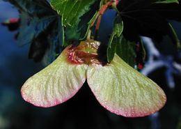 Imagem de Acer glabrum var. diffusum (Greene) Smiley