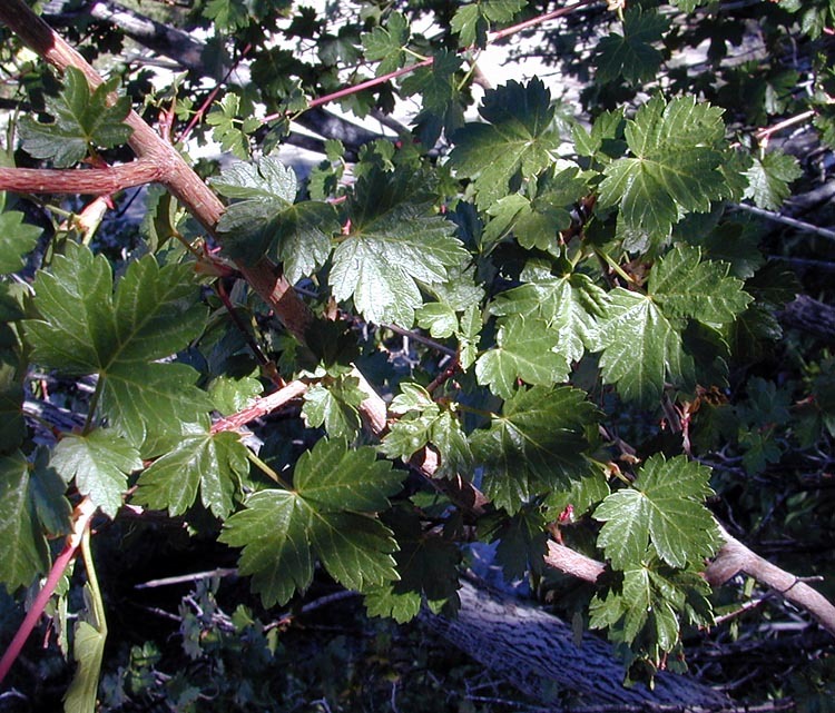 Sivun Acer glabrum var. diffusum (Greene) Smiley kuva