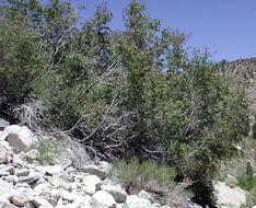 Image de Acer glabrum var. diffusum (Greene) Smiley