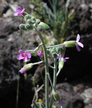 Слика од Boechera pulchra (M. E. Jones ex S. Watson) W. A. Weber