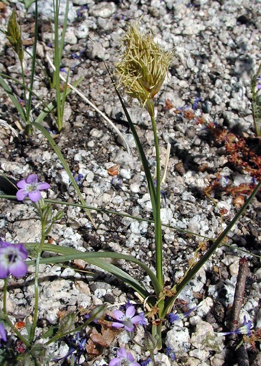 Image of Douglas' sedge