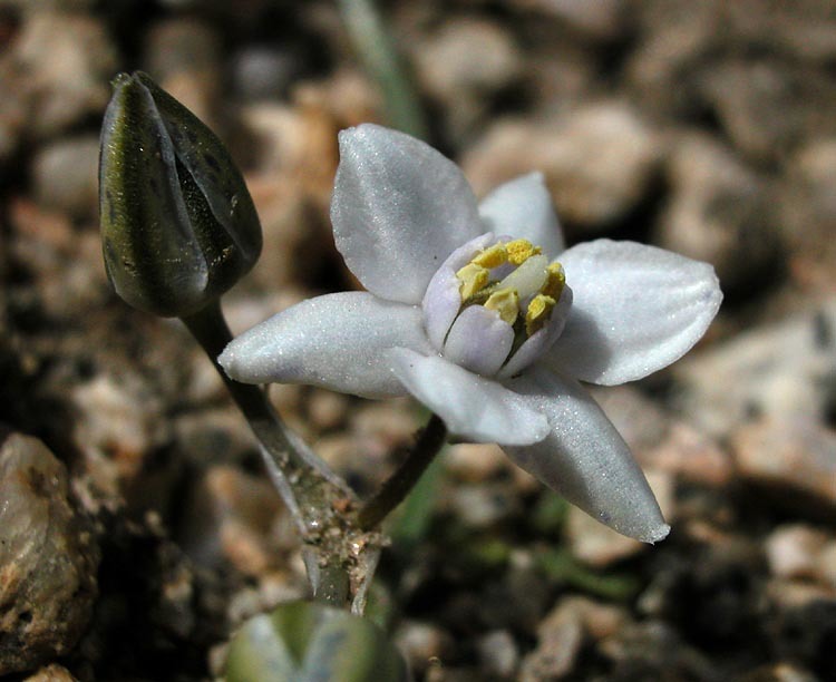 Imagem de Muilla coronata Greene