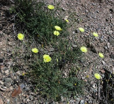 Imagem de Calycoseris parryi A. Gray