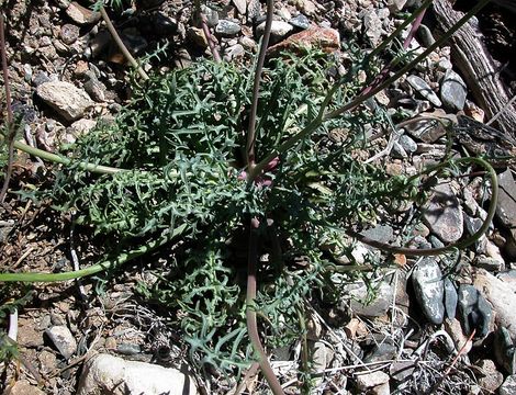 Image de Calycoseris parryi A. Gray