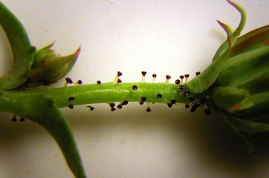 Image de Calycoseris parryi A. Gray