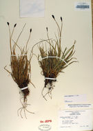 Image of black alpine sedge