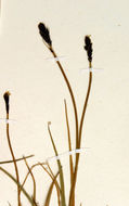 Image of black alpine sedge