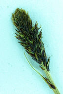 Image of black alpine sedge