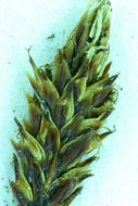 Image of black alpine sedge