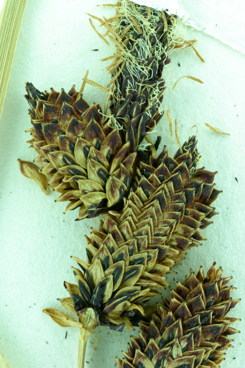 Image of Torrent Sedge