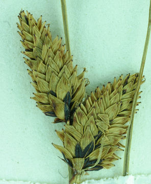 Image of Torrent Sedge