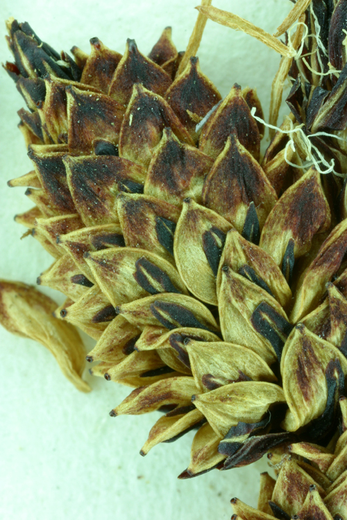 Image of Torrent Sedge