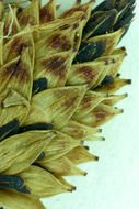 Image of Torrent Sedge