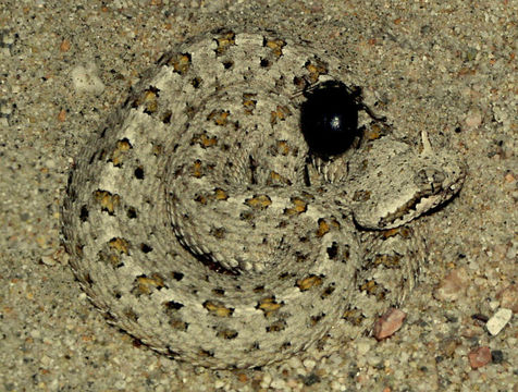 Image of Sidewinder Rattlesnake