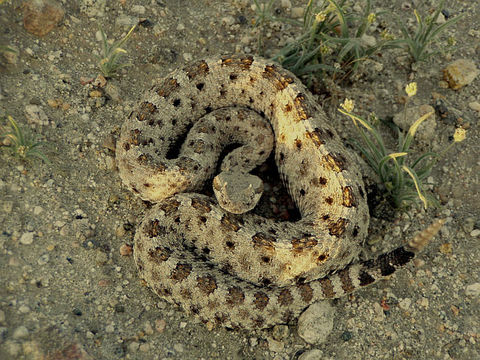 Image of Sidewinder Rattlesnake