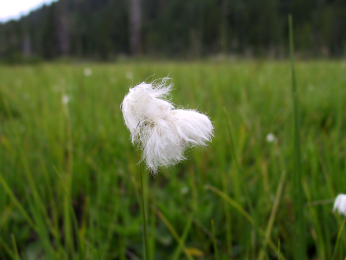 Eriophorum gracile W. D. J. Koch resmi