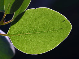 Imagem de Arctostaphylos patula Greene