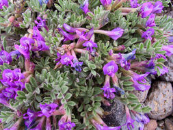 Plancia ëd Astragalus purshii var. tinctus M. E. Jones