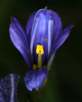 Image of western blue-eyed grass