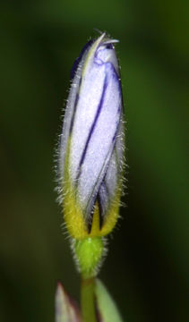 Sisyrinchium bellum S. Watson resmi