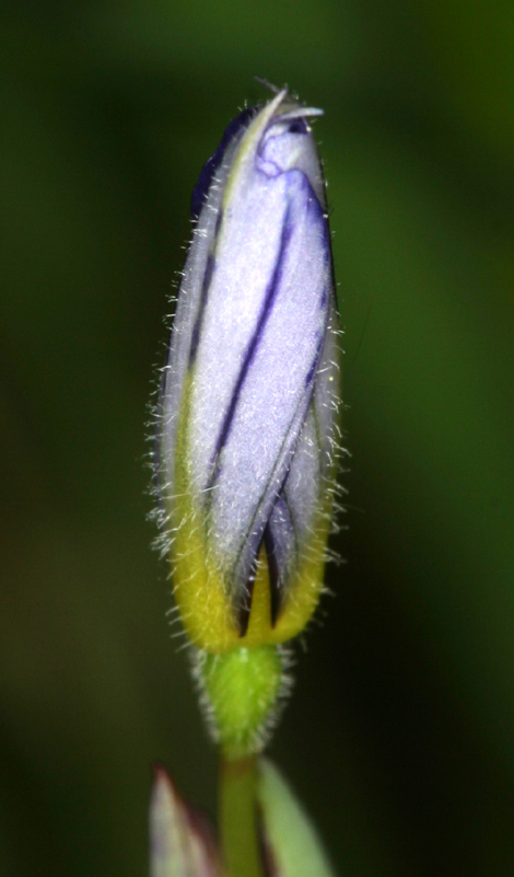 Image of western blue-eyed grass
