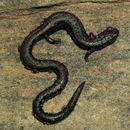 Image of Greenhorn Mountains Slender Salamander