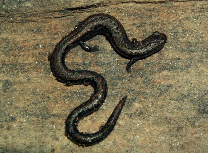Image of Greenhorn Mountains Slender Salamander