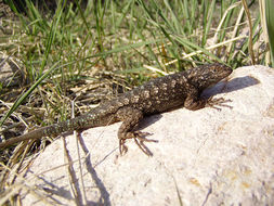 Image of Western Fence Lizard