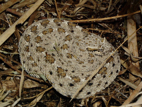 Image of Sidewinder Rattlesnake