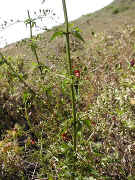 Scrophularia oregana Pennell resmi