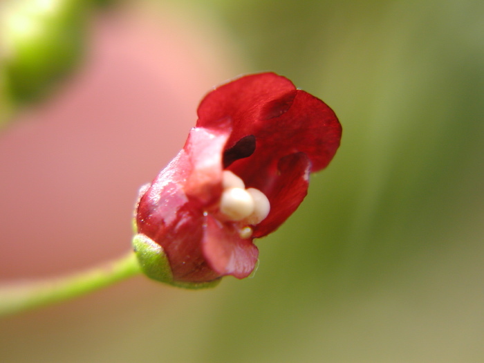 Scrophularia oregana Pennell resmi