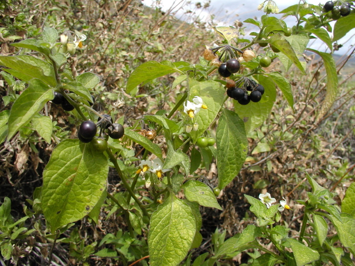 Image of greenspot nightshade