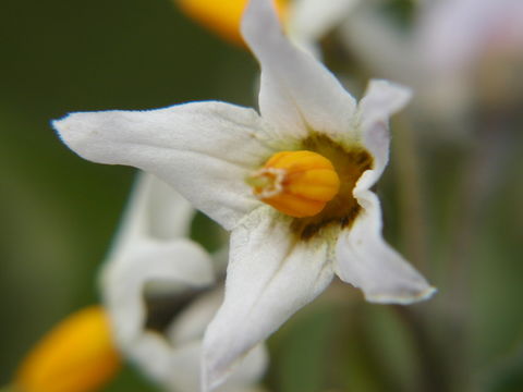 Image de Solanum douglasii Dun.