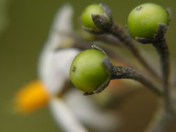 Image of greenspot nightshade