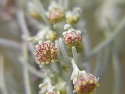 Image of coastal sagebrush