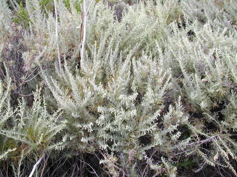 Image of coastal sagebrush