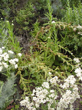 Image of ladies' tobacco