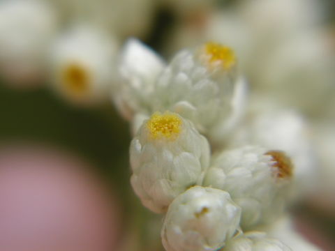 Image of ladies' tobacco