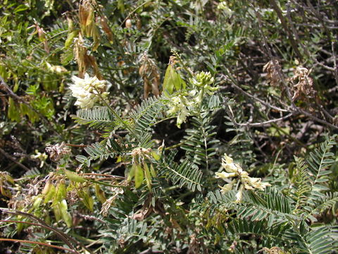 Image of Santa Barbara milkvetch