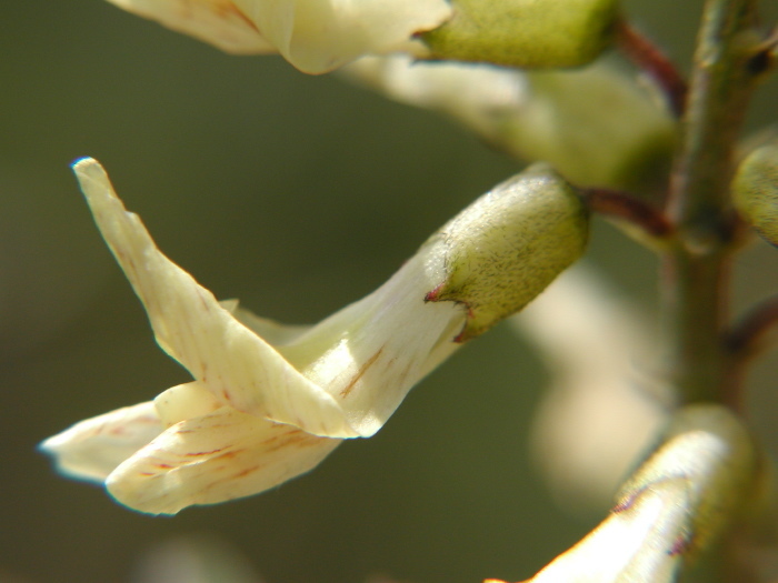 Image of Santa Barbara milkvetch