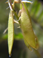 Image of Santa Barbara milkvetch