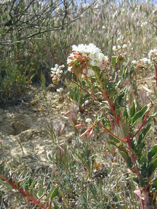 Eremothera boothii subsp. decorticans (Hook. & Arn.) W. L. Wagner & Hoch resmi