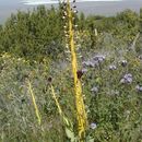 Plancia ëd Caulanthus inflatus S. Watson