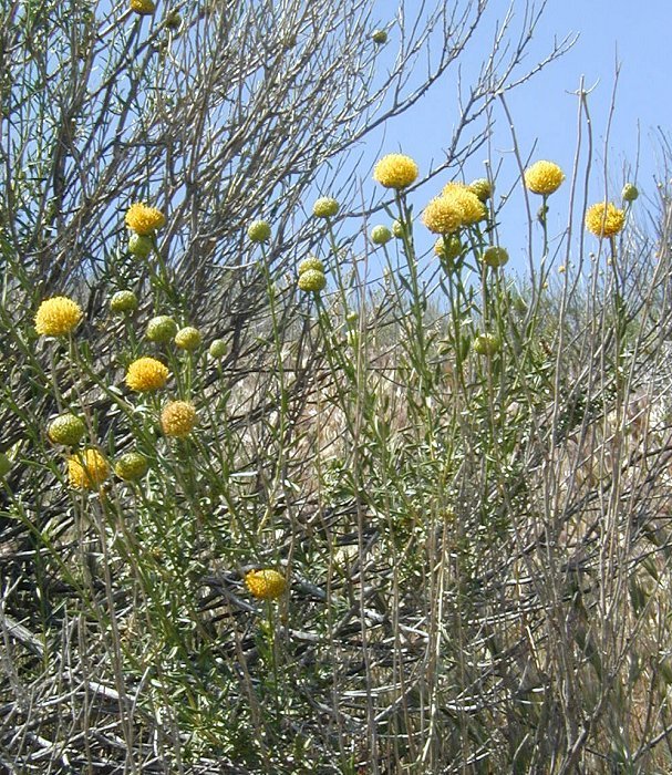 Image of yellow aster